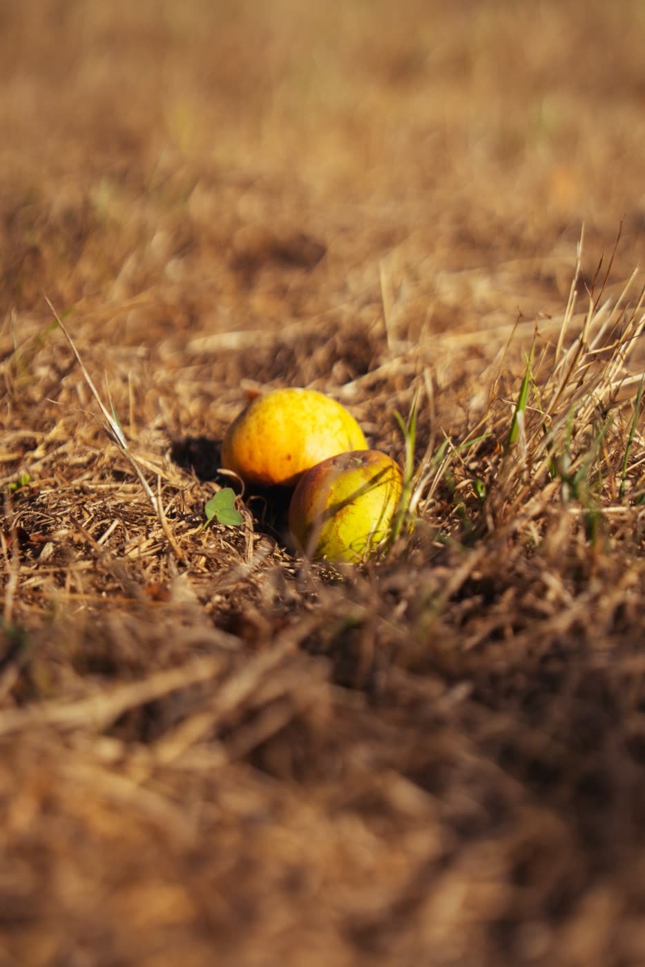 Pommes tombées dans l'herbe sèche