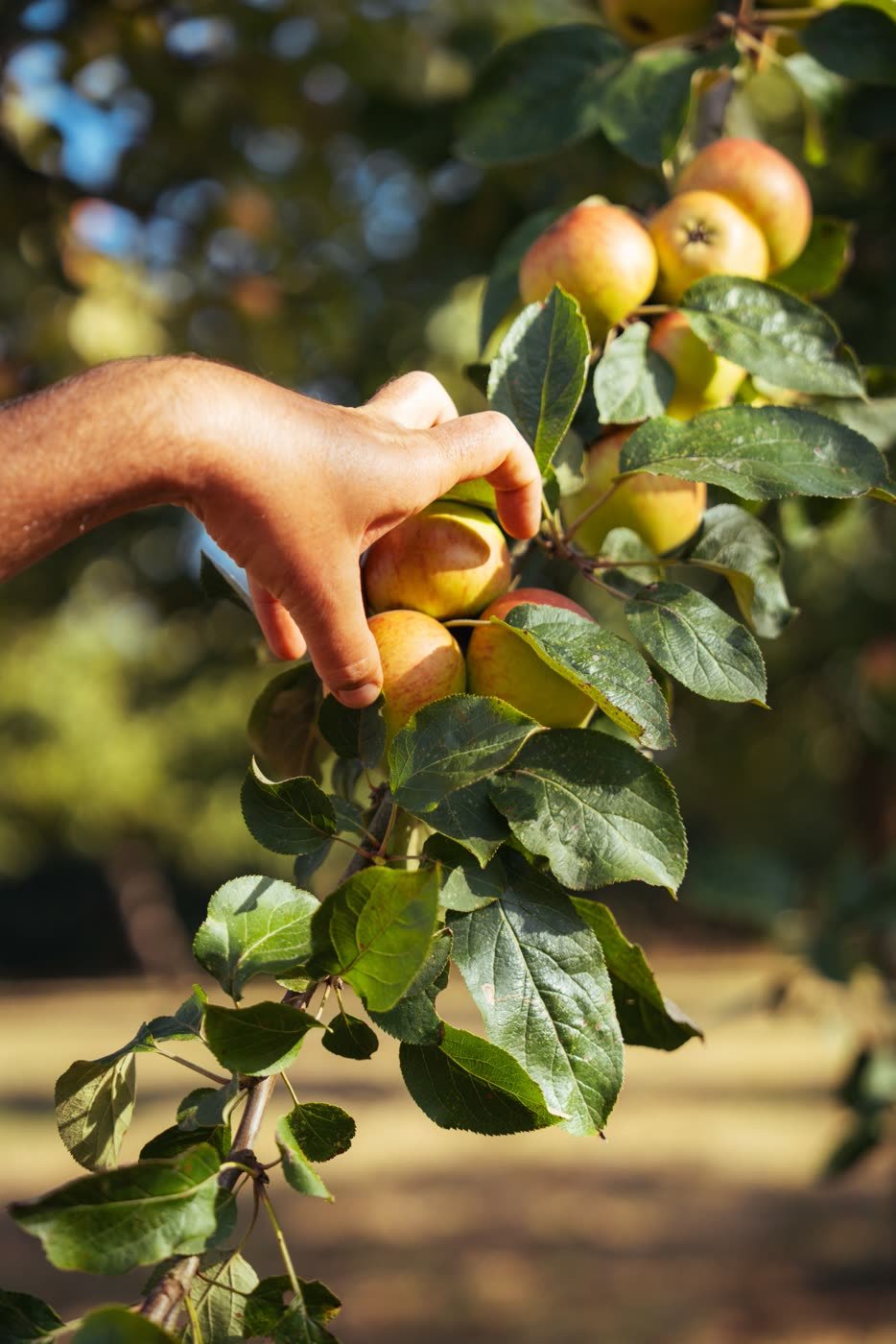 Cueillette d'une pomme sur la branche