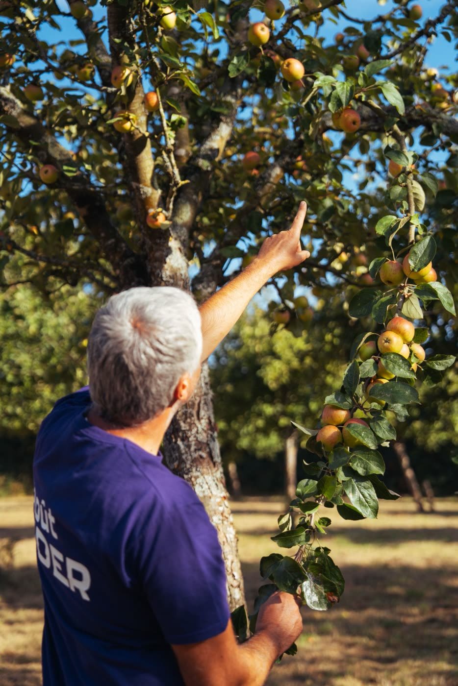 François montre les fruits d'un pommier